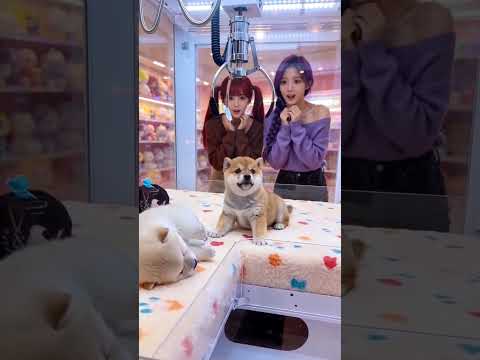 ¿Quién quiere a este adorable cachorrito 😍💕🐶 #kpopdemonhunters #funny #rumi #puppy #cute #animals