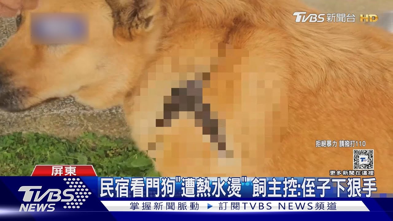 民宿看門狗「兩度遭熱水燙」 飼主控:侄子下狠手