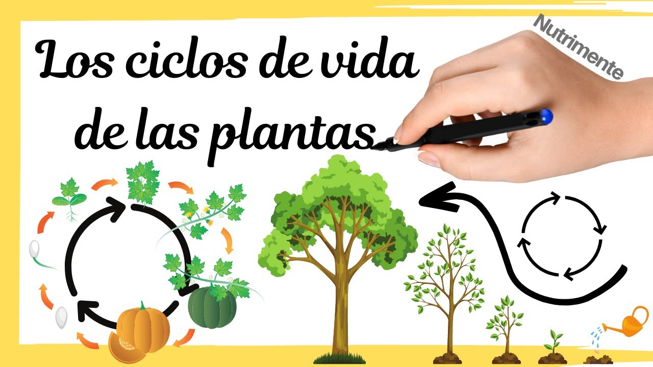 Los CICLOS de VIDA de las PLANTAS [Alternancia de generaciones]