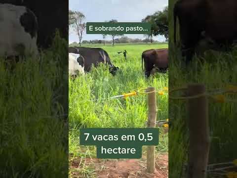 7 vacas em 0,5 hectare no pastejo rotacionado e sobrando pasto para os bovinos de leite #shorts