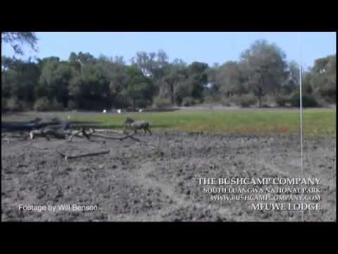 Zebra escapes from Crocodile