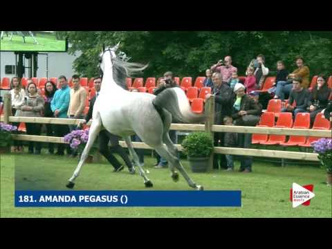 Bruges 2016 - Class 107