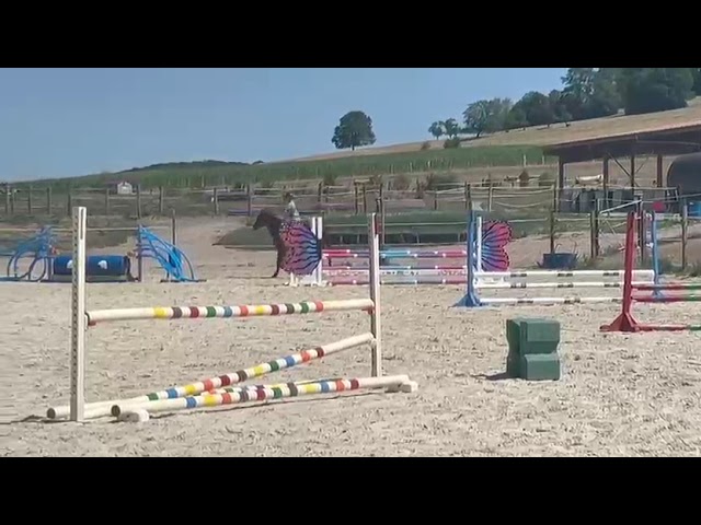 Newton de Molion Hongre, 3 ans, alezan, SF, toise 162