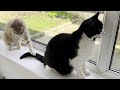 Cat Scolds Kitten For Biting His Tail