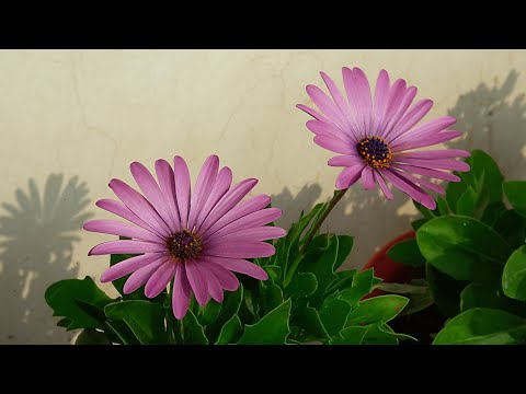 Care of dimorphotheca plant / african daisy - how to grow an...