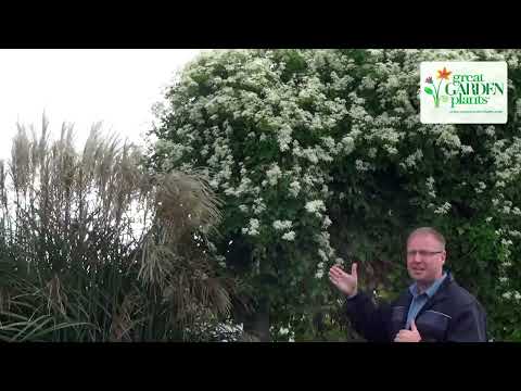 How to grow Sweet Autumn Clematis - Fast Growing Flowering Vine