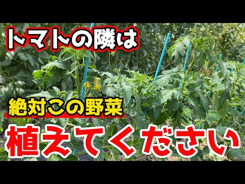 イラクサとトマトの植え付け: イラクサの葉を植え穴に入れるのはなぜですか?  庭園