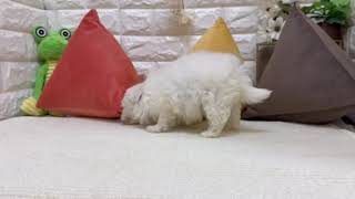 ハーフ犬の動画01