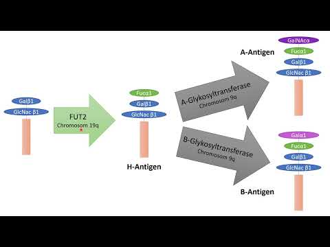 Blutgruppen und Transfusionsmedizin - Eine Einführung für Medizinstudenten