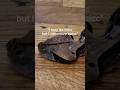 I Bought A Venomous Snake Collection Reptiles Unboxing Gaboonviper Viper Pets