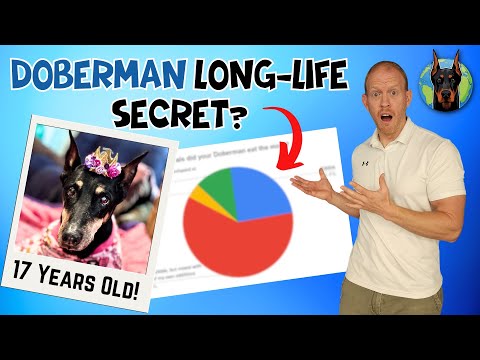 Secrets of the Longest-Living Dobermans (14 Years+) Revealed!