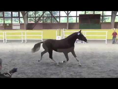 18. Junghengst v. Quaterback / Dressage Royal