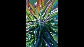 CYPRESS HILL - PSYCHODELIC VISION