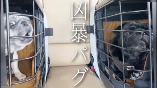 【凶暴】おパグさんの怒りが大爆発!!飼い主も焦った本気の怒りっぷりww | OLパグさんの業務連絡 | Very Angry!! but Funny Pugs【パグ犬 炭鈴】