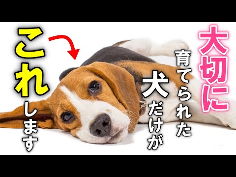 幸せな犬: 一般的な推奨事項
