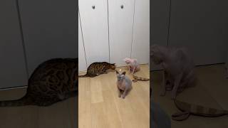 動画回したら遊ばなくなる猫たち【スフィンクス・ベンガル】