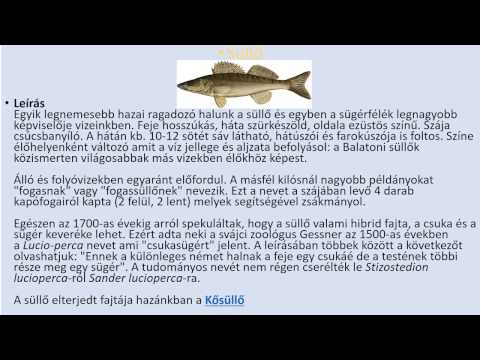 hogyan kell ültetni egy galandférget férgek szem tünetei
