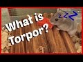 What is Torpor? (Hibernation)