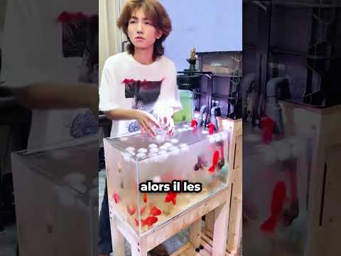 Une Erreur Qui a Transformé l’Aquarium! 🤯