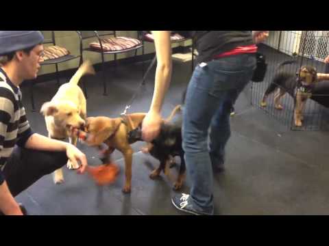 Puppy play tug of war