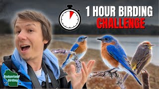 How Many Birds Can I Find In 1 Hour?