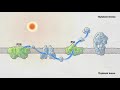 Photosynthesis HHMI BioInteractive Video