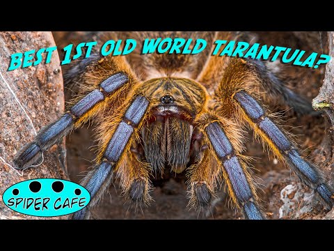 Is Harpactira pulchripes THE BEST FIRST OLD WORLD tarantula?