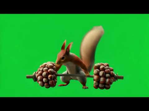 The squirrel eats the hazelnuts 4k green screen #greenscreen #funnyanimal