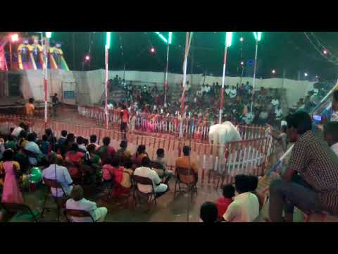 🐎🐎Horse amazing movement in circars🐎🐎