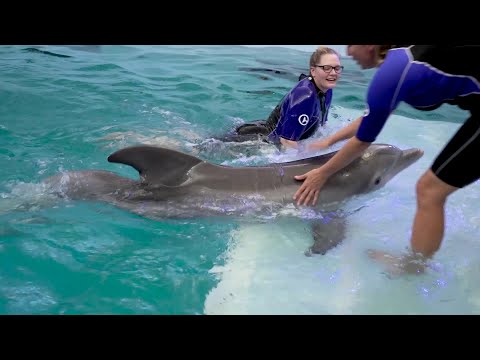 Winter the Dolphin's 14th Rescue Anniversary