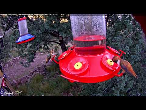 Bird Banding = Busy Hummingbirds, September 28, 2015.