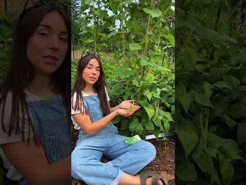 Green Beens - The River - Misc Originals