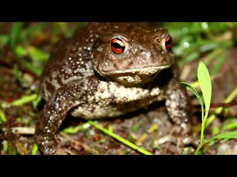 `Mein tierfreundlicher Garten` - Tipps für eine tierfreundliche Gartengestaltung