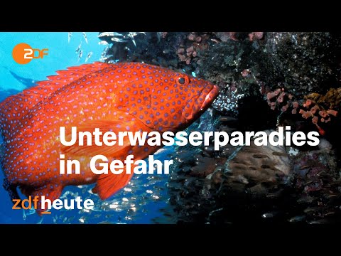 Vorschaubild Video