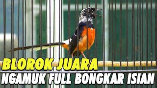 Download lagu LANGSUNG BUNYI!! SUARA PANCINGAN BURUNG MURAI BATU BLOROK JUARA GACOR NGAMUK FULL BONGKAR ISIAN mp3