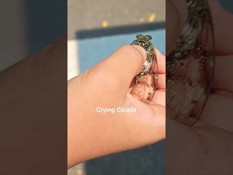 Crying Cicada