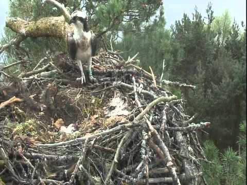Loch of the Lowes, Resident male (7Y) returning to nest with whole fish