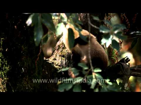 A Yellow throated Marten in a tree