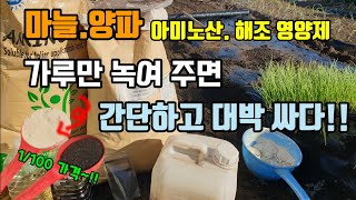 (깜짝이벤트)마늘양파대파쪽파 아미노산. 해조추출물 비싸게 사지 말고 가루만 물에 녹여주면 잘자라고 100배 …