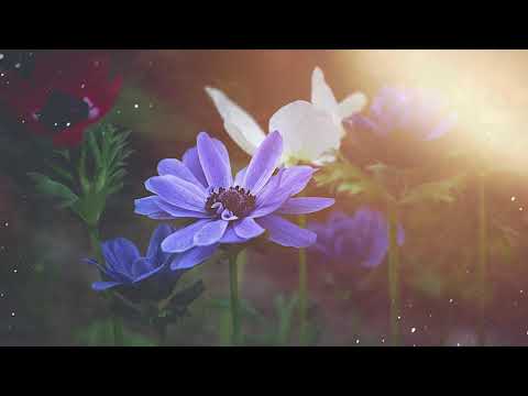 DANIEL SI EMANUELA HIRTIE - Mai lupta, frate, nu te opri!