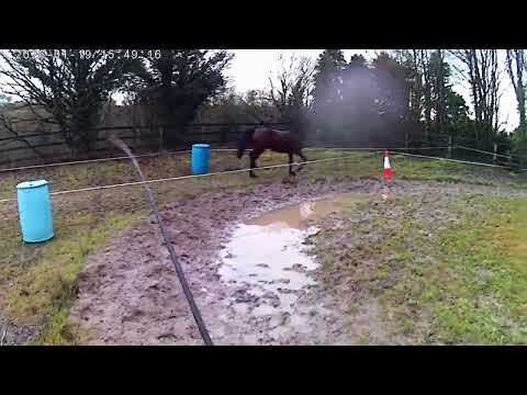 Rising 4yr old Quality Time filly *video update - Image 2