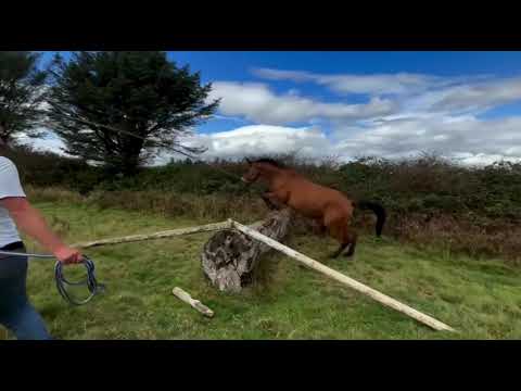 Lovely 3 year old hunter type gelding - Image 2