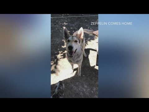 West Sacramento dog on his way home after missing for 14 months