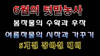 [텃밭농부 1,501]  6월의 텃밭농사 정보. 식물에겐 최악의 계절 장마철 준비 #월병농사정보