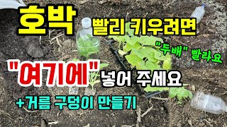 호박 빨리 심고 키우시려면 여기에 넣어주세요 서리 병해충 없이 폭풍성장 잘자랍니다 호박씨앗심는법 호박거름구덩…