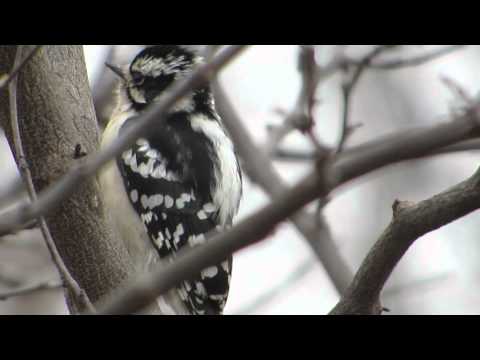 How to tell a Hairy Woodpecker from a Downy--NARRATED (YouTube: Jo Alwood)