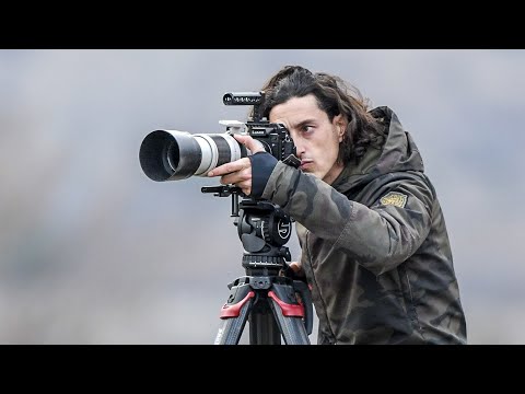 A bear and a wolf family - 4K - Mattia Cialoni - Long Lens Camera Operator Showreel 2022