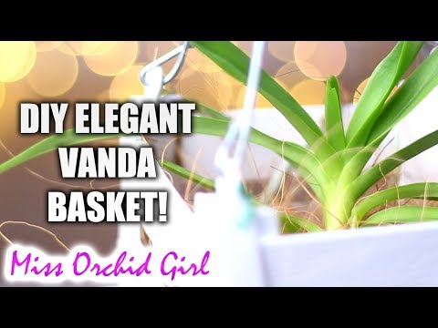 Making an elegant Vanda Orchid Basket