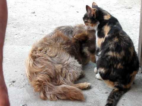 Must be love... in Smardioasa, TR, Romania