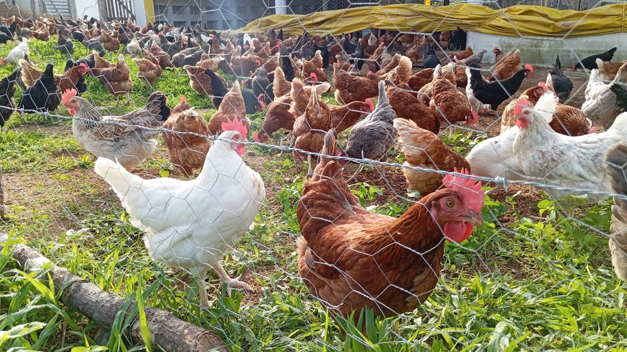 Na época de muita chuva devo soltar as galinhas no Piquete ou não ?🌾🐓🥚